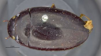 Media type: image;   Entomology 23967 Aspect: habitus dorsal view